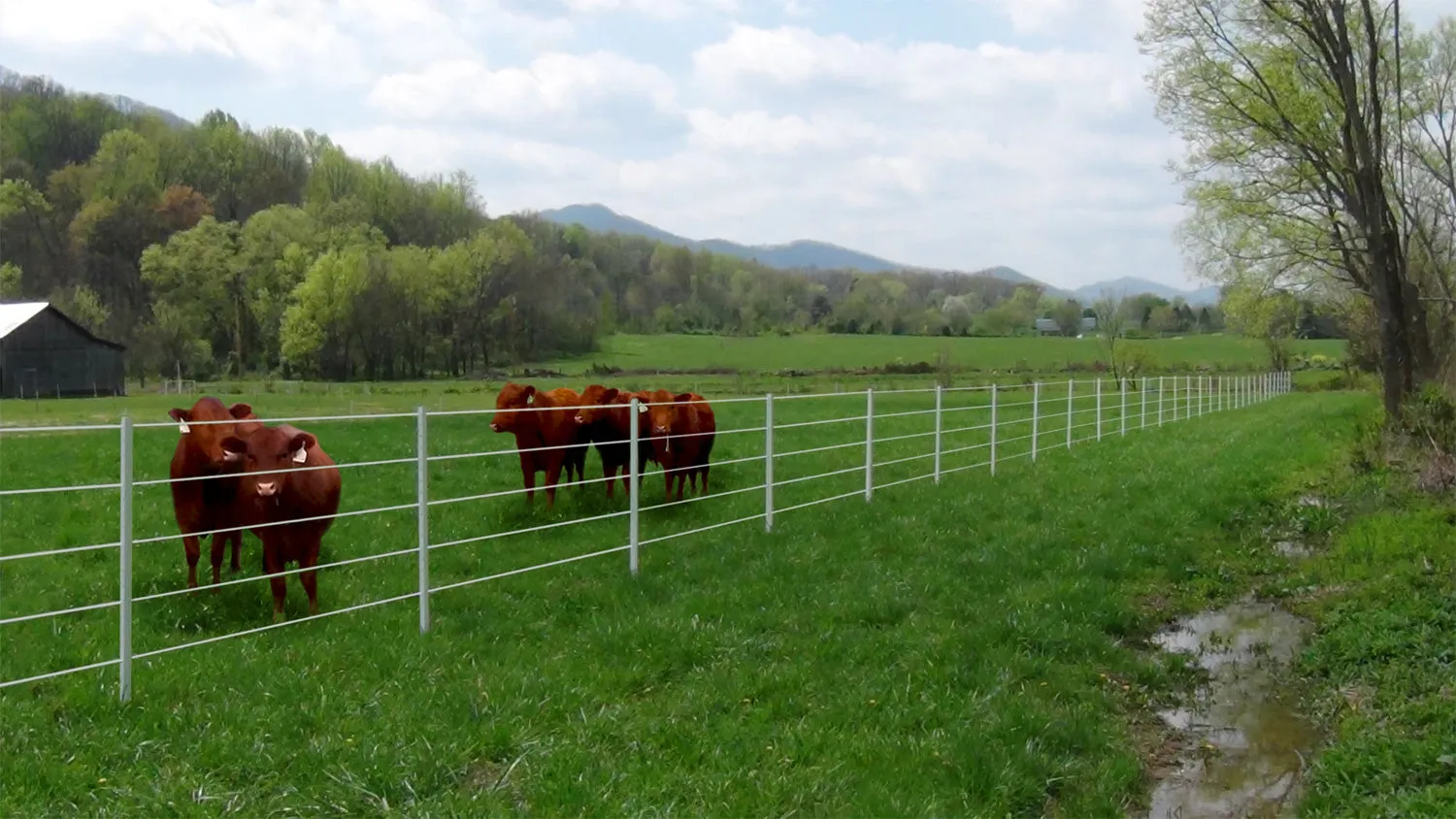 8' Poly T-Posts (1.75", or 2.125" Width) 15/Pack *  TYPICALLY SHIPS IN 1-2 WEEKS