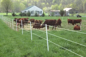 8' Poly T-Posts (1.75", or 2.125" Width) 15/Pack *  TYPICALLY SHIPS IN 1-2 WEEKS